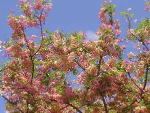 レインボー・シャワーツリー