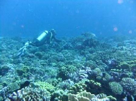 タヒチ ファカラバ島 ダイビング