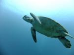 ウミガメの呼吸
