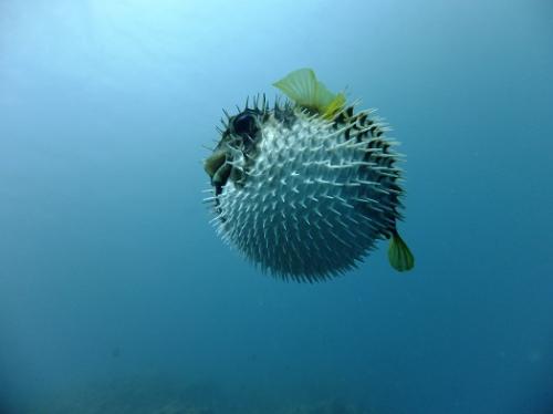 うぷぷぷぷっ。