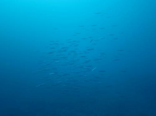 グルクンの群れ