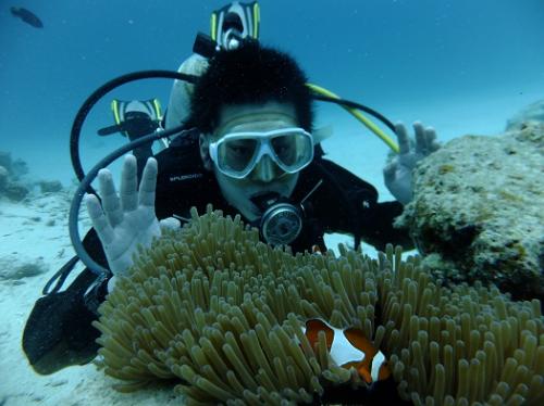 カクレクマノミ