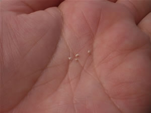 竹富島・星砂の浜4