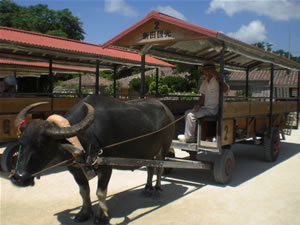 竹富島・水牛車1