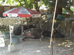 竹富島・水牛車3