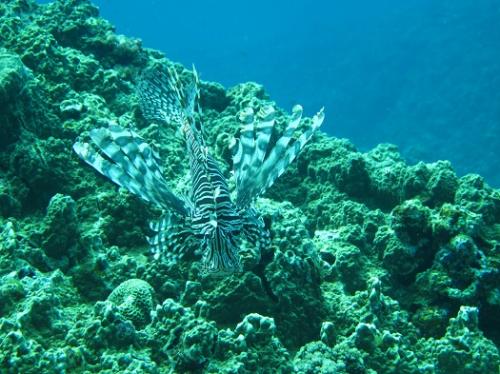 とげとげ攻撃〜はしません。