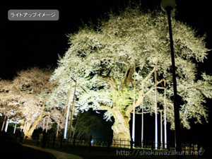 荘川桜 ライトアップ