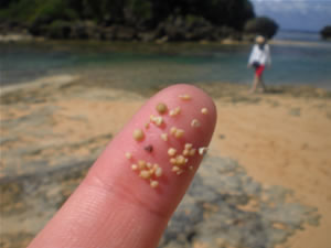 西表島・星砂の浜4