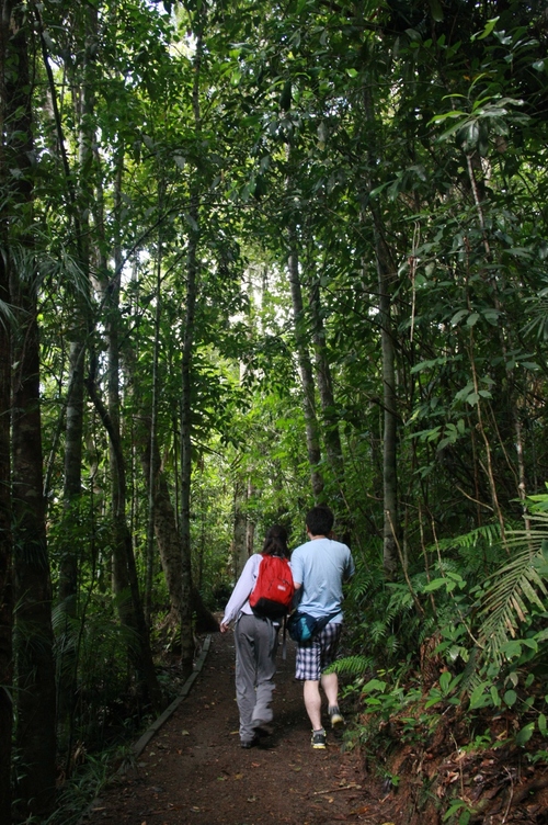 世界遺産の熱帯雨林体験