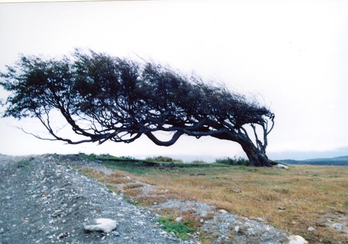 強風でまがった木2