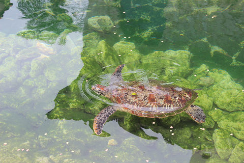 シギラベイサイドシートアラマンダ