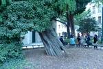 パリ一番古い木