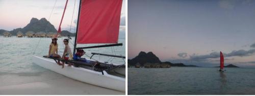 ホビーキャット