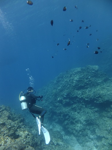 アマミスズメダイ