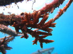 サンゴの再生