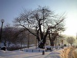 荘川桜　　御母衣ダム沿い　冬の風景