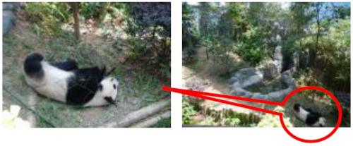 ジャイアントパンダ1