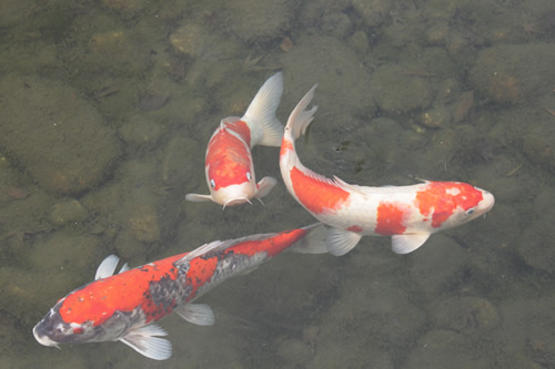 広い池では色とりどりの鯉が泳いでいます