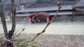 大白川温泉 しらみずの湯 周囲の桜の木