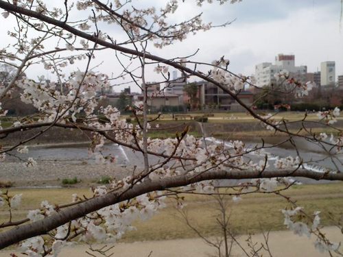 桜と鴨川
