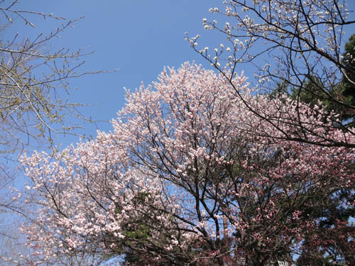 桜まつり2013