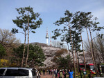 ソウル南山桜