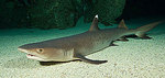 Shark Reef Shark