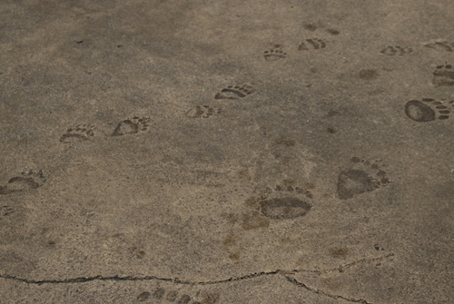 グリズリーガルチ6