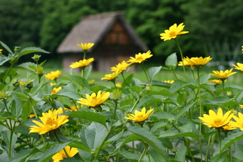 白川郷 合掌小屋 ?