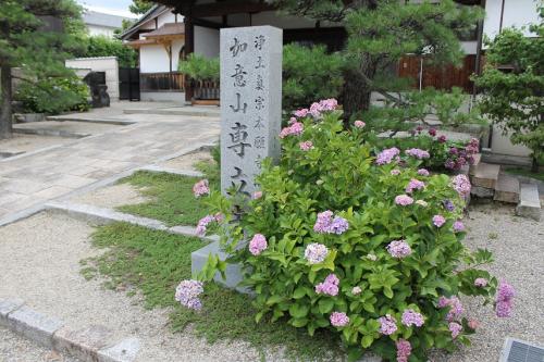 専立寺あじさい