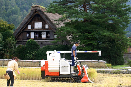 白川郷〜秋の収穫〜稲刈り風景2
