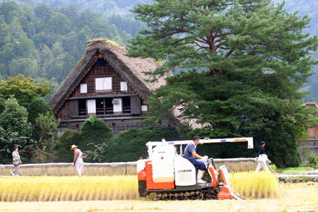 白川郷〜秋の収穫〜稲刈り風景4
