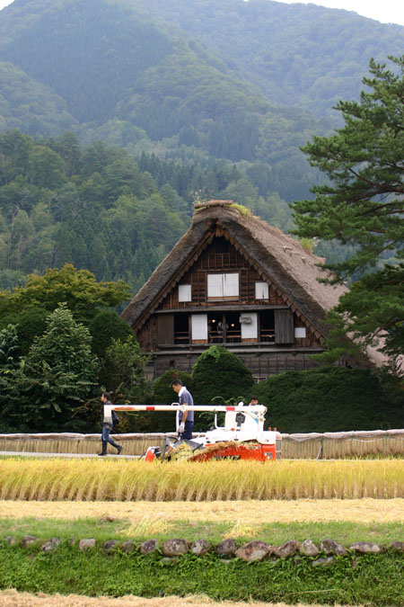 白川郷〜秋の収穫〜稲刈り風景５