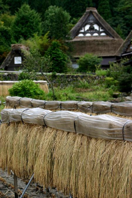 ★秋季〜刈り取った稲 1