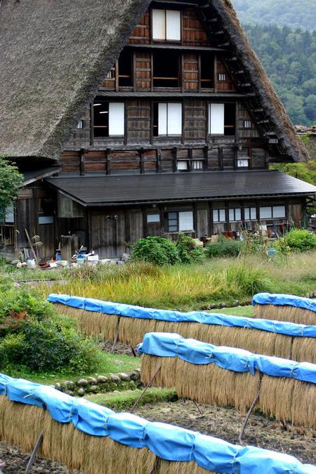 ★秋季〜刈り取った稲 2