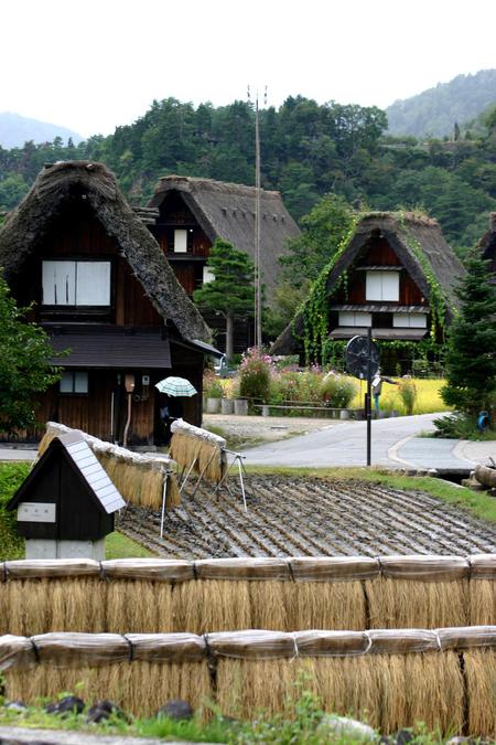 ★秋季〜刈り取った稲 3