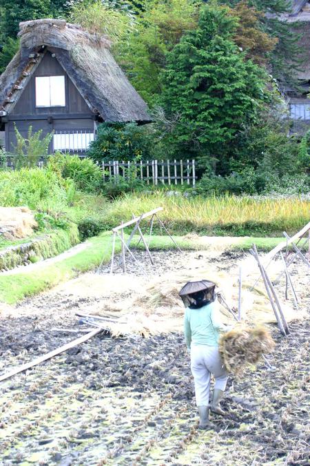 稲こき(脱穀)風景〜3