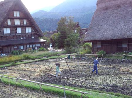 稲こき(脱穀)風景〜4