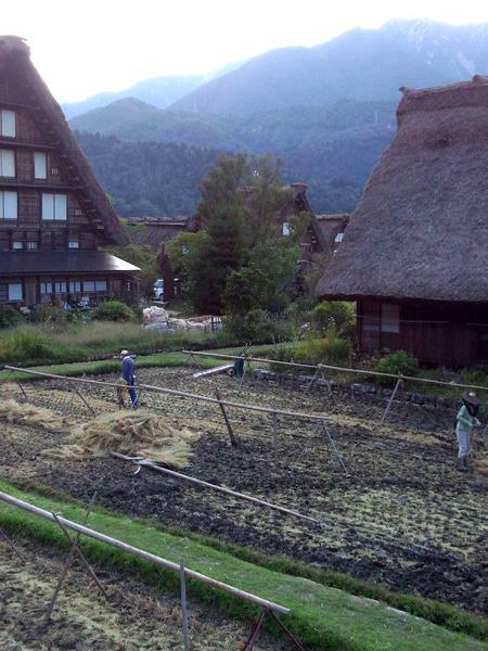 稲こき(脱穀)風景〜5