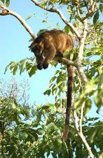 木登りカンガルー