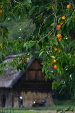 実りの秋は「柿」&白川郷合掌造り〜風景4