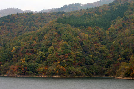 荘川桜 (御母衣ダム)6