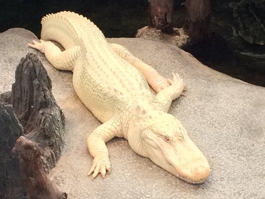 カリフォルニア科学アカデミー サンフランシスコのおすすめ観光地 名所 現地を知り尽くしたガイドによる口コミ情報 トラベルコ