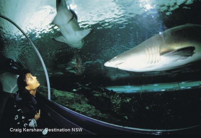 シー ライフ シドニー水族館 シドニーのおすすめ観光地 名所 現地を知り尽くしたガイドによる口コミ情報 トラベルコ