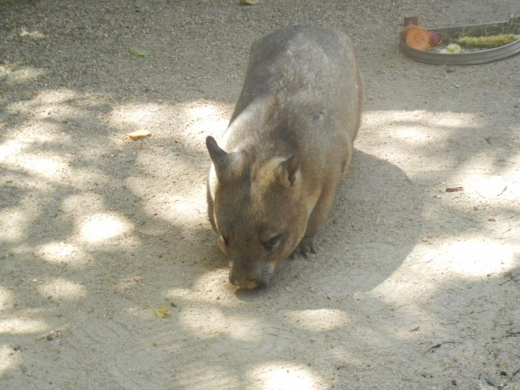 閉鎖 ケアンズ トロピカル ズー ケアンズのおすすめ観光地 名所 現地を知り尽くしたガイドによる口コミ情報 トラベルコ