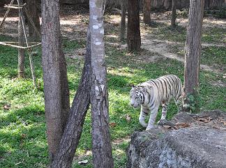 チェンマイ ナイト サファリ チェンマイのおすすめ観光地 名所 現地を知り尽くしたガイドによる口コミ情報 トラベルコ