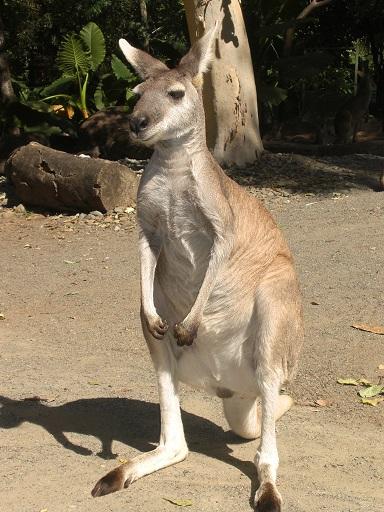 メルボルン動物園 メルボルンのおすすめ観光地 名所 現地を知り尽くしたガイドによる口コミ情報 トラベルコ