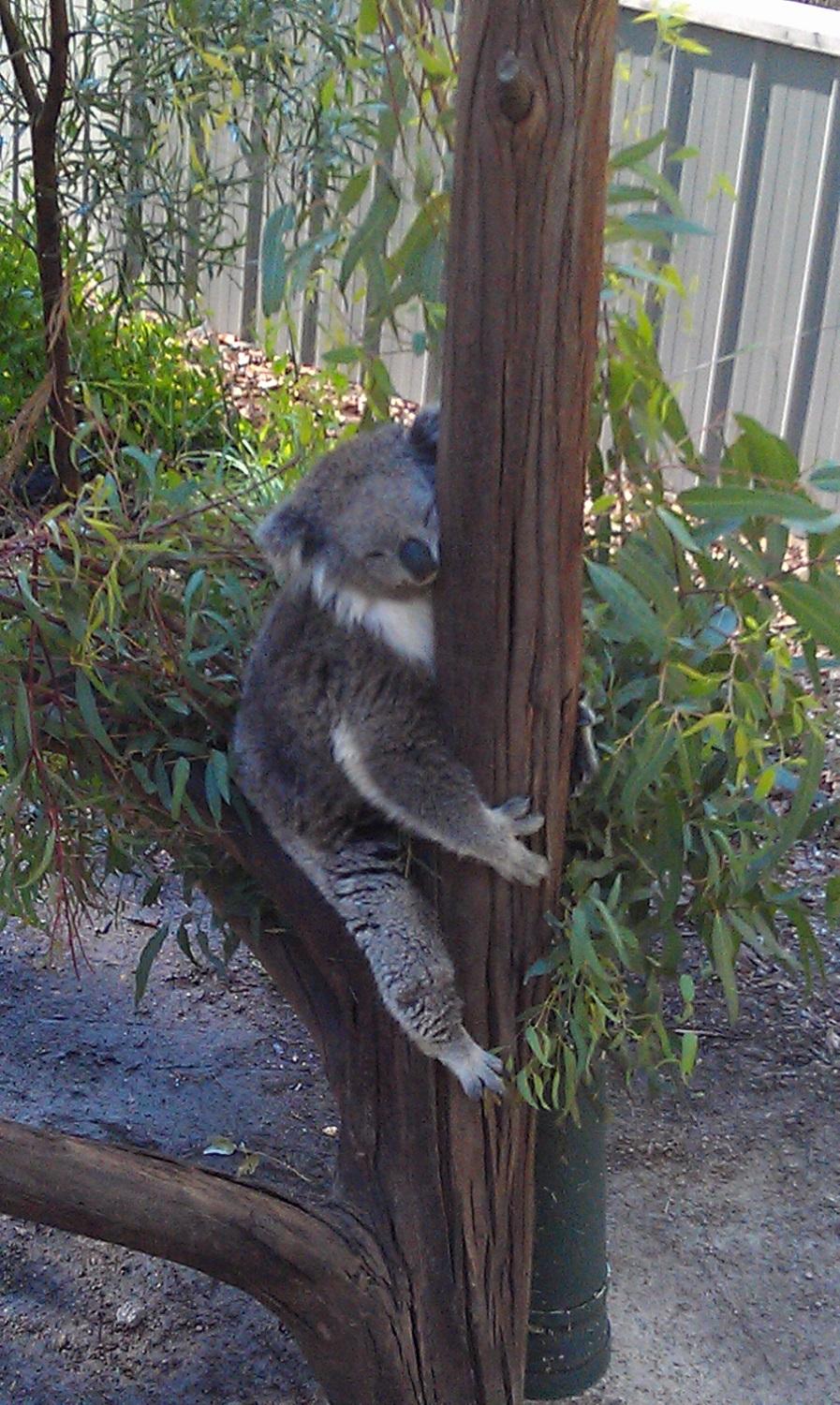 メルボルン動物園 メルボルンのおすすめ観光地 名所 現地を知り尽くしたガイドによる口コミ情報 トラベルコ