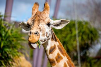 オークランド動物園 オークランドのおすすめ観光地 名所 現地を知り尽くしたガイドによる口コミ情報 トラベルコ