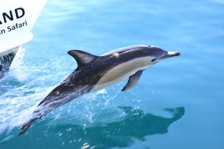 オークランド ホエール ドルフィンサファリ オークランドのおすすめ観光地 名所 現地を知り尽くしたガイドによる口コミ情報 トラベルコ
